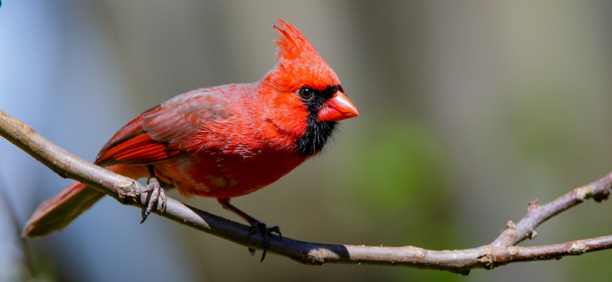 Northern Cardinal - ML634589976