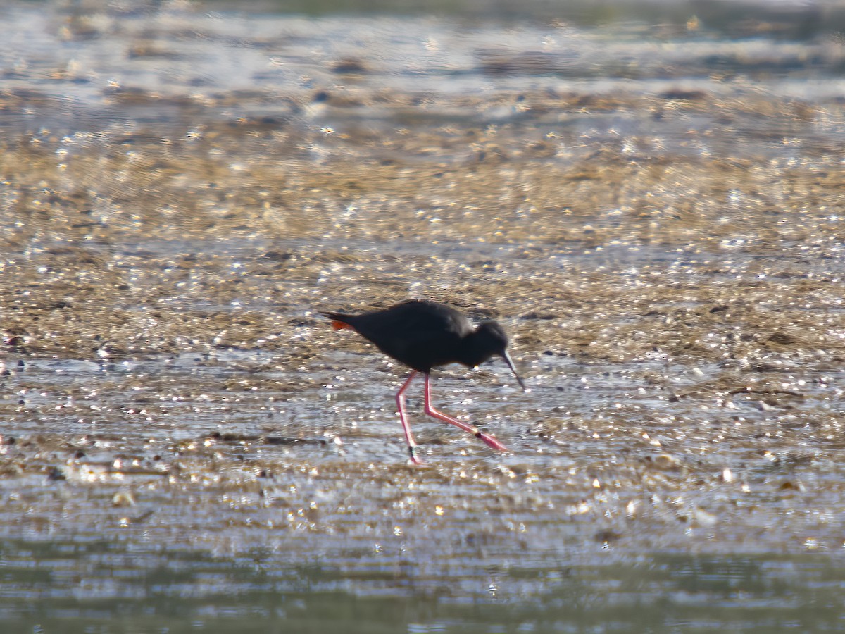 Black Stilt - ML634590045
