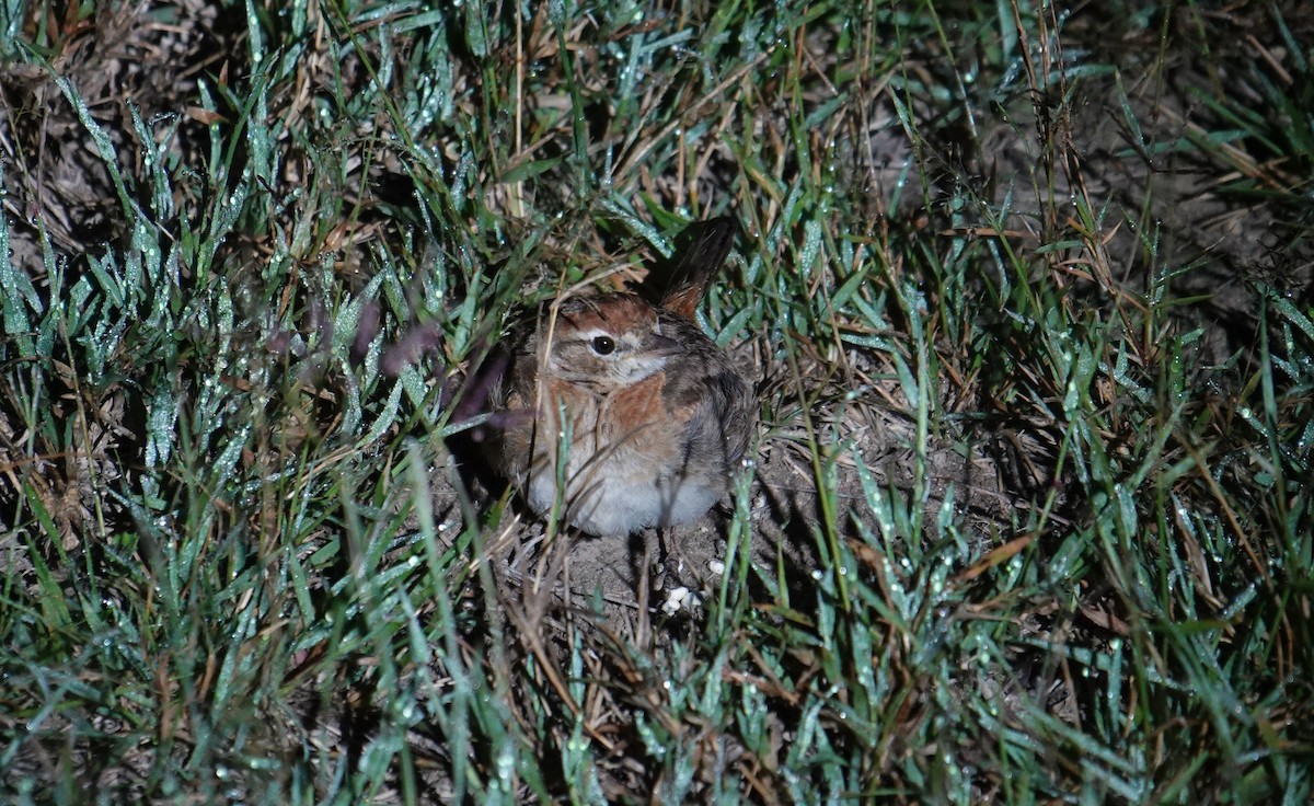 Red-capped Lark - ML634590118