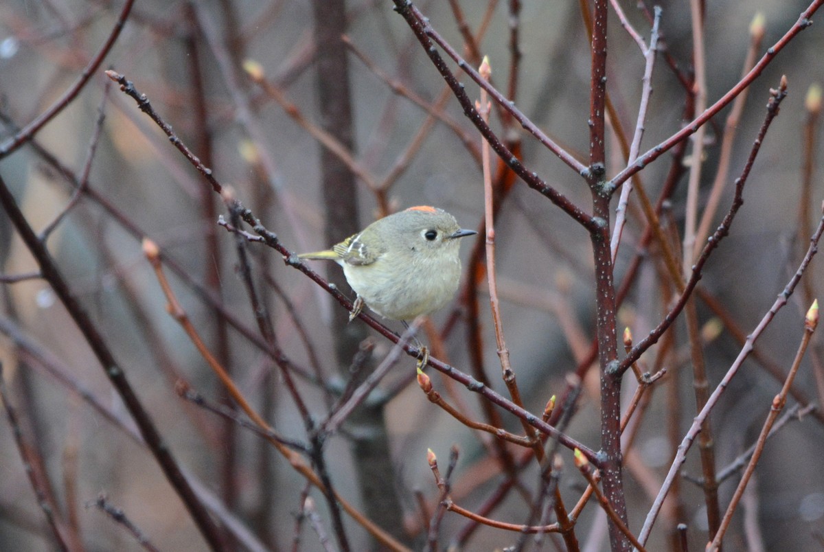 Ruby-crowned Kinglet - ML634590179