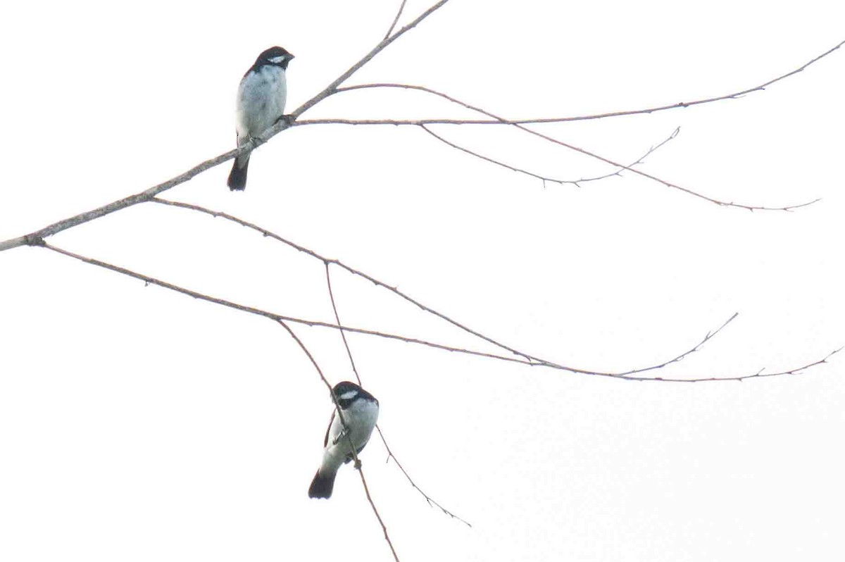 Lesson's Seedeater - ML634590196