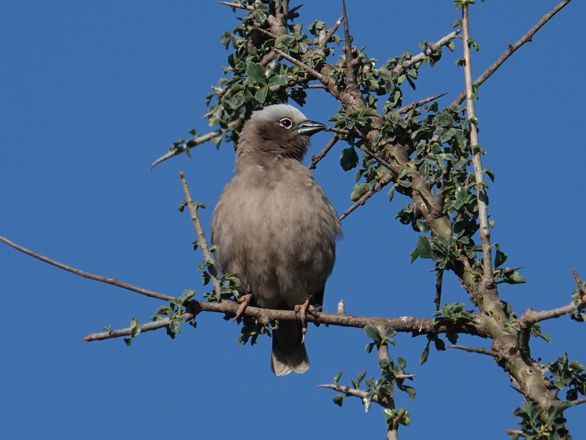 Gray-capped Social-Weaver - ML634590199