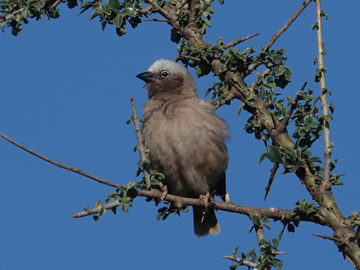 Gray-capped Social-Weaver - ML634590200
