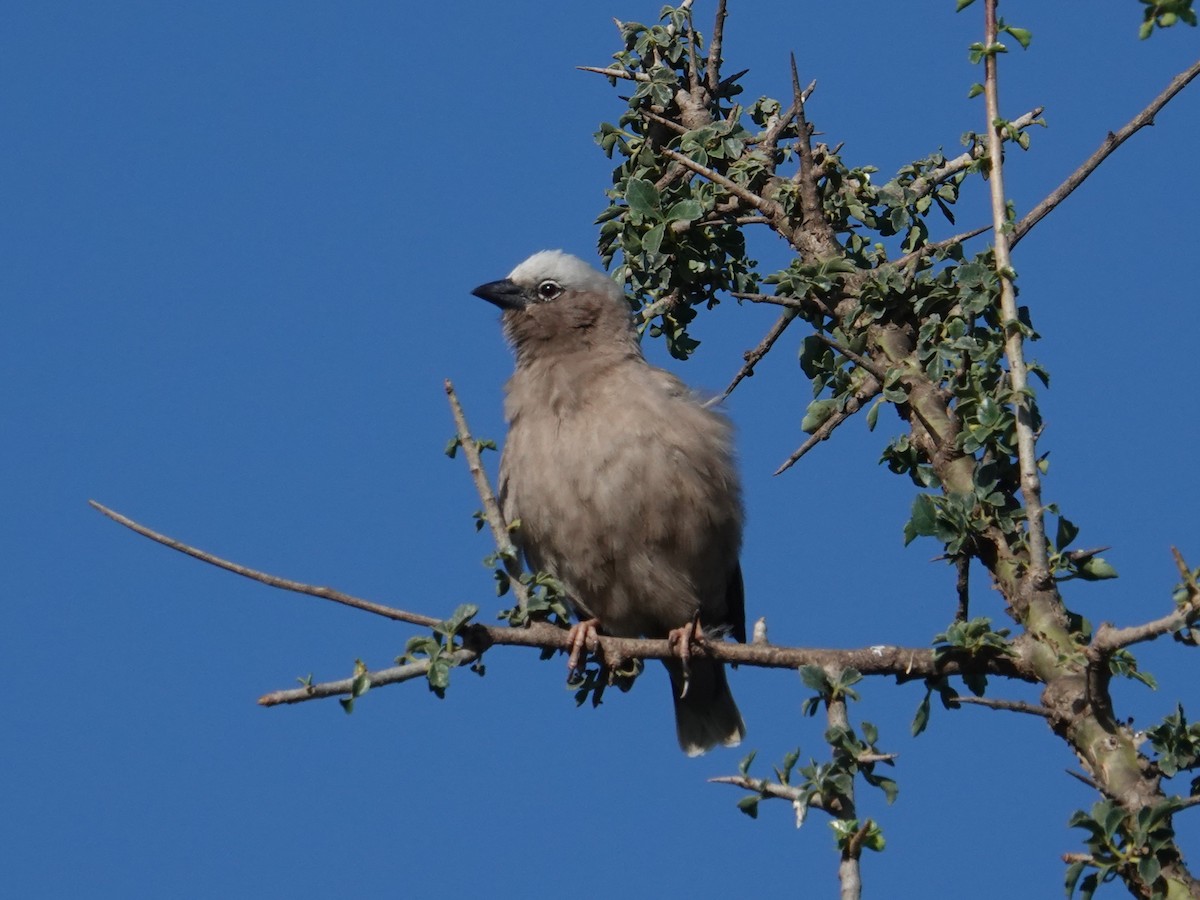 Gray-capped Social-Weaver - ML634590211