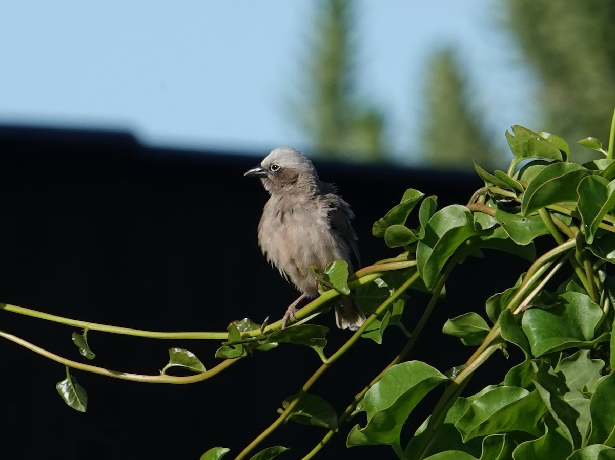Gray-capped Social-Weaver - ML634590212