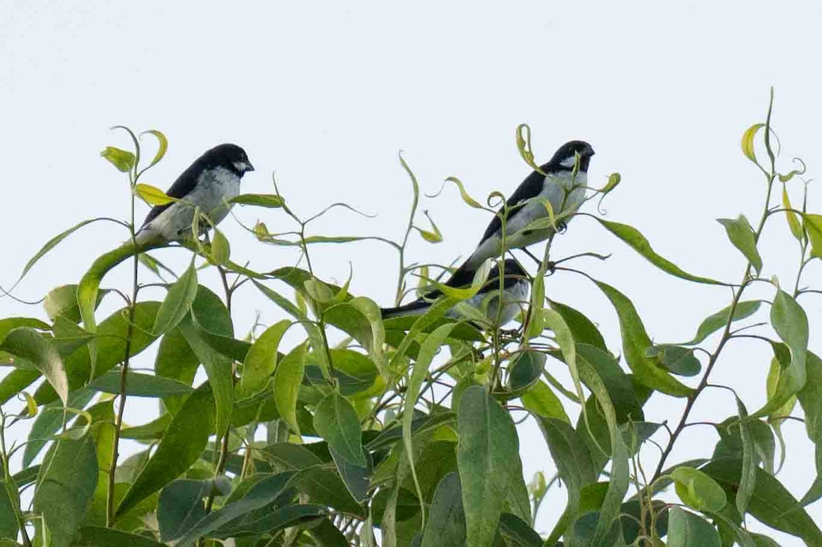 Lesson's Seedeater - ML634590215