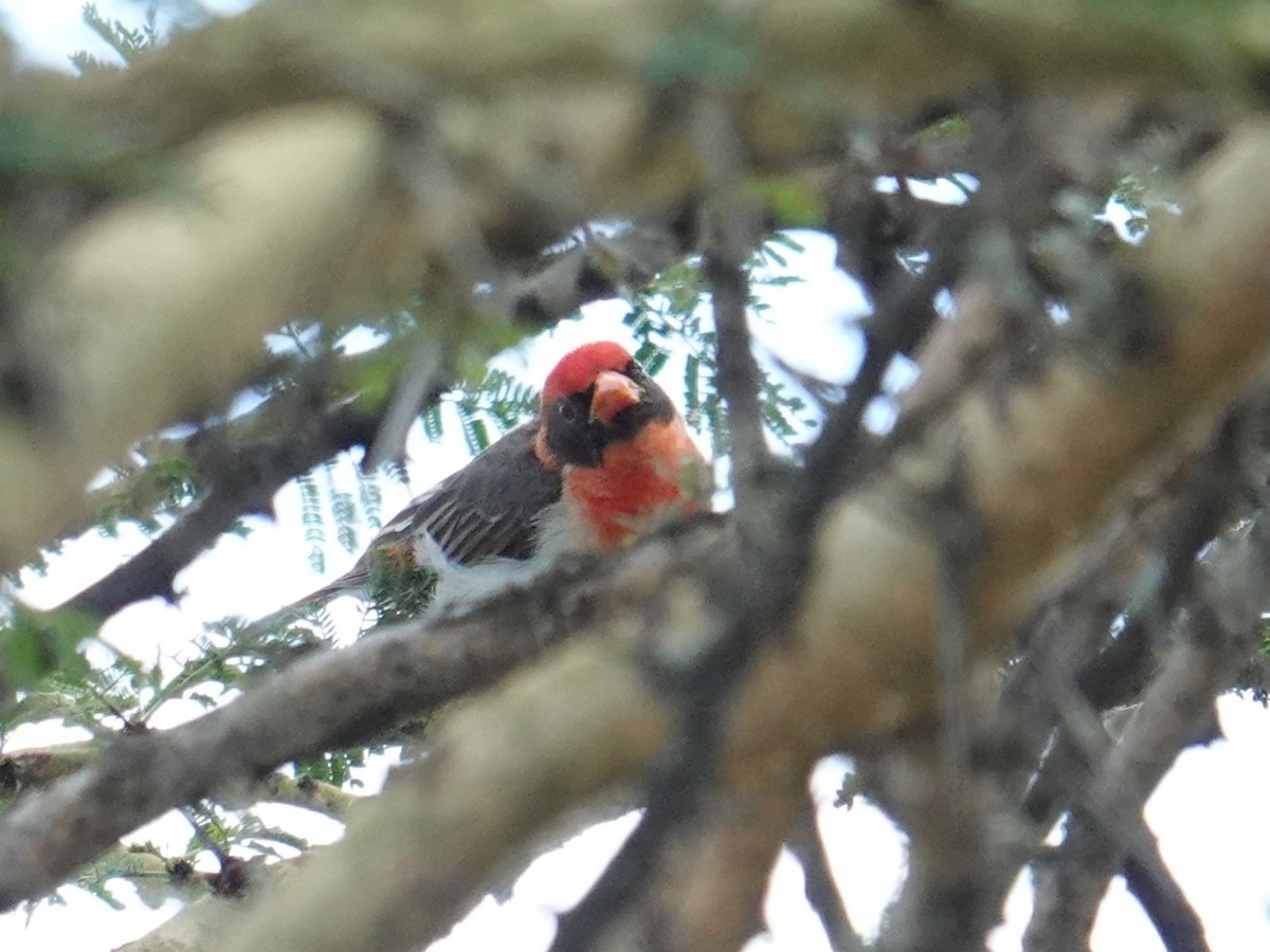 Red-headed Weaver - ML634590218