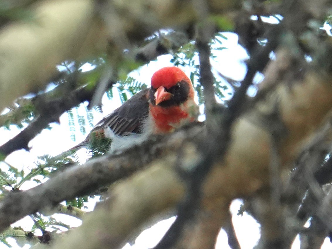 Red-headed Weaver - ML634590219