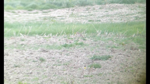 イシチドリ - ML634590221