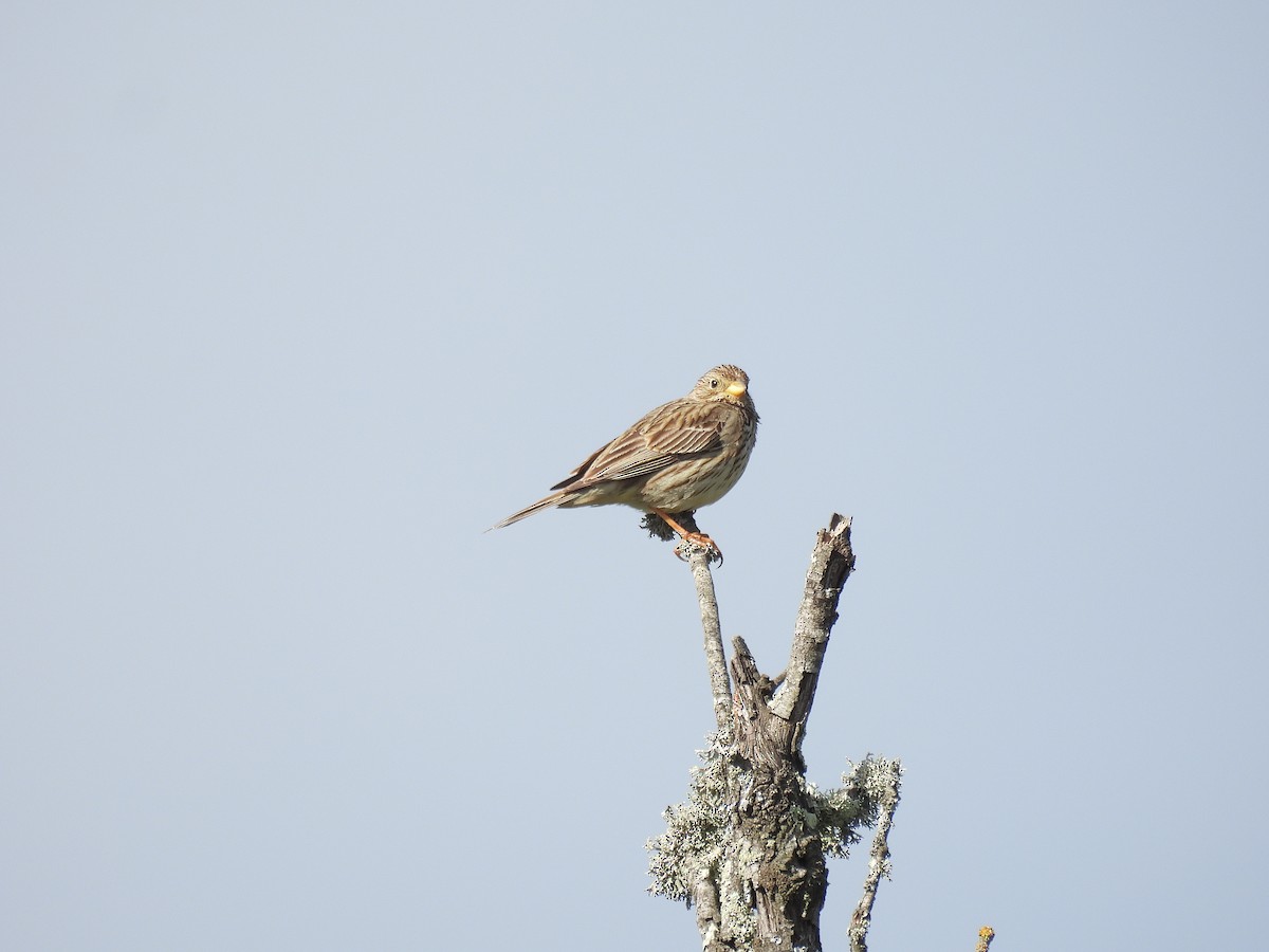 Corn Bunting - ML634590368