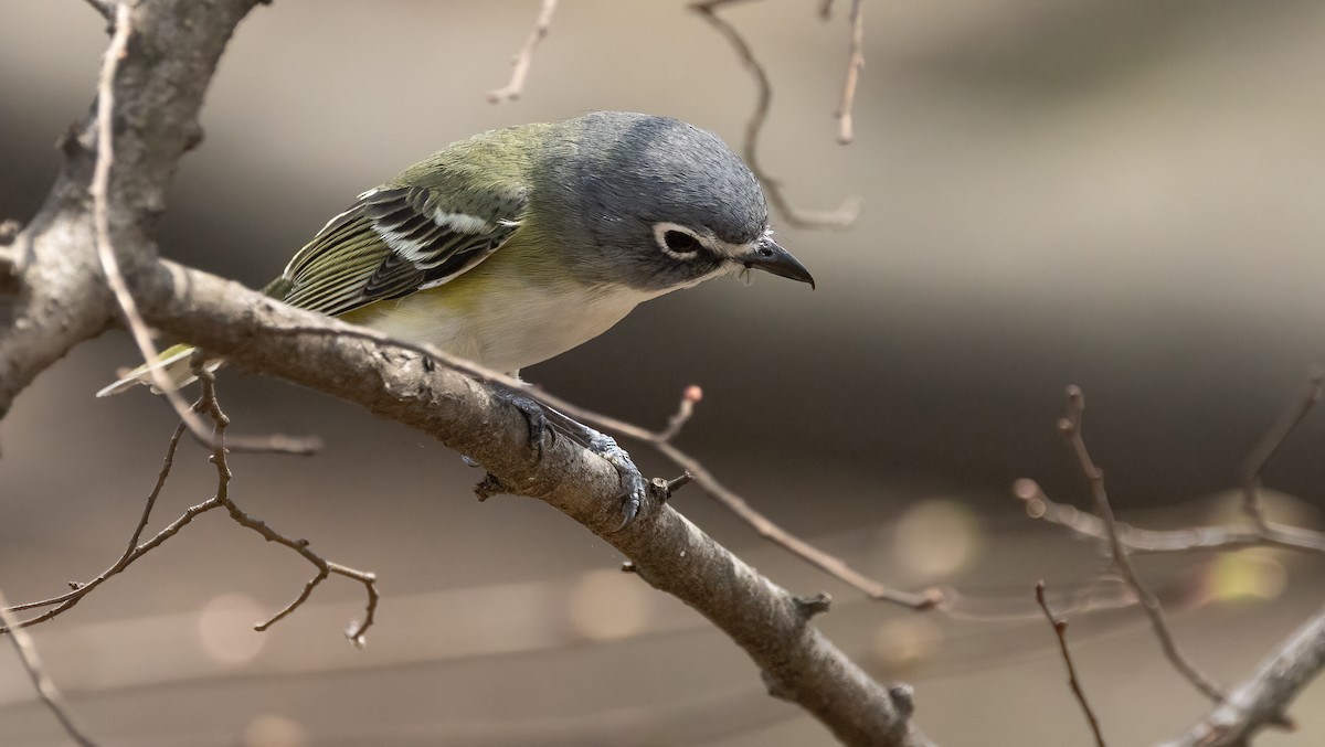 Blue-headed Vireo - ML634590375