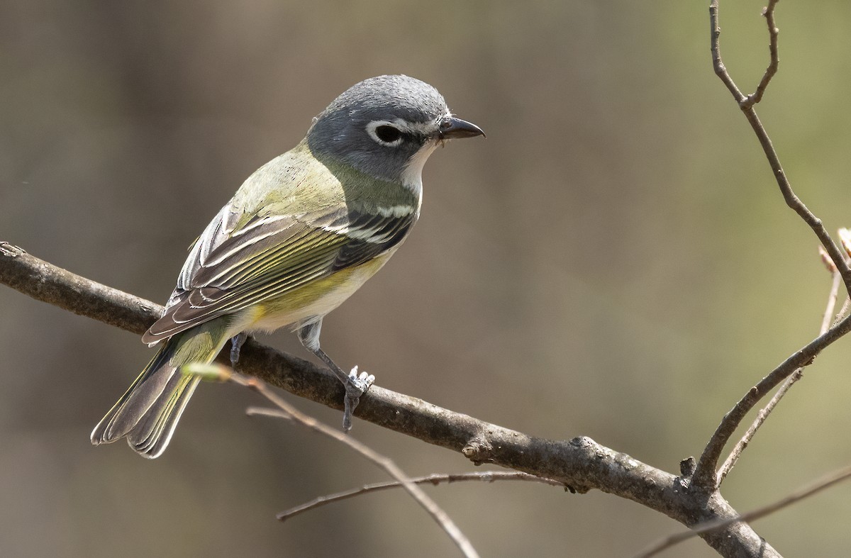 Blue-headed Vireo - ML634590376