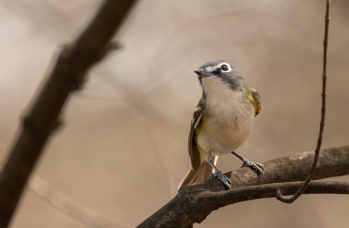 Blue-headed Vireo - ML634590377