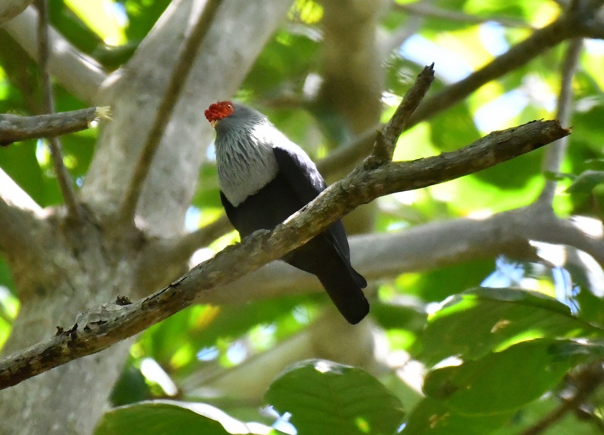 Seychelles Blue-Pigeon - ML634590408