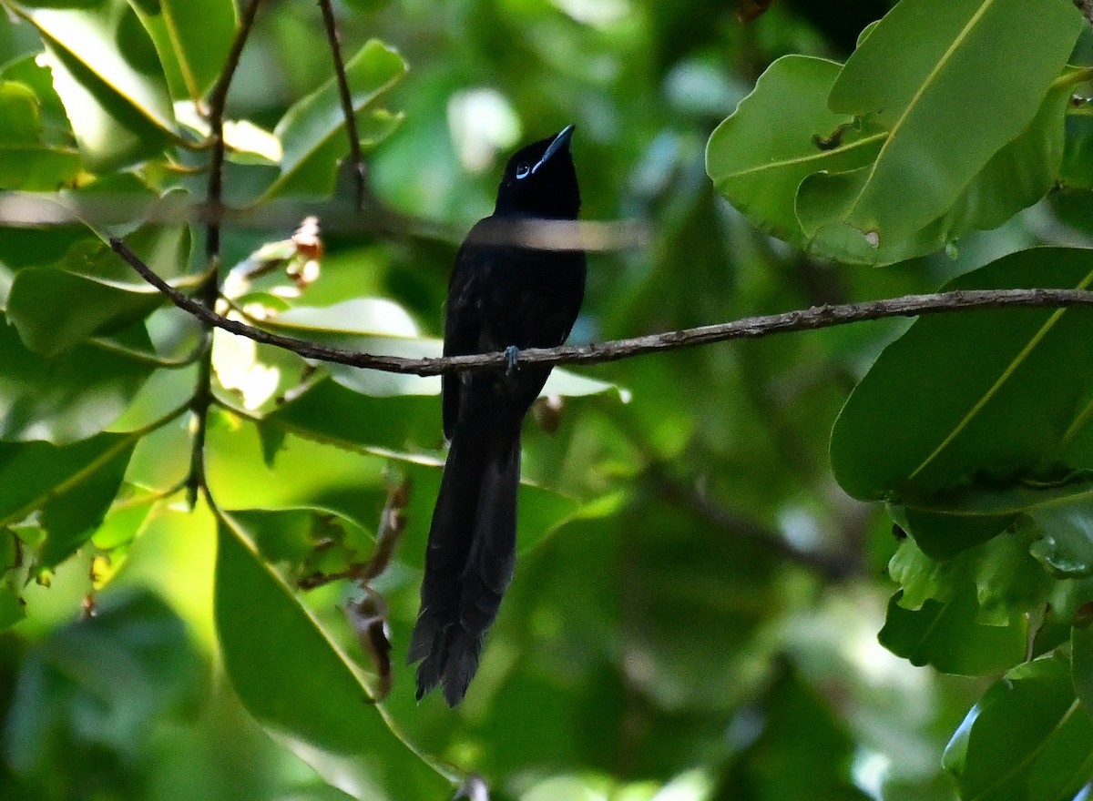 Seychelles Paradise-Flycatcher - ML634590435