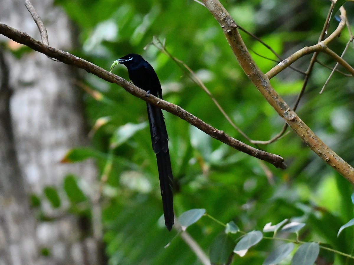 Seychelles Paradise-Flycatcher - ML634590437