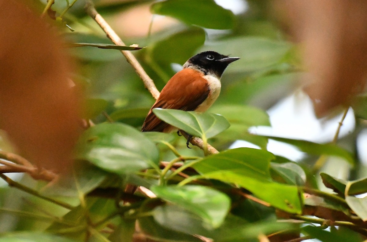 Seychelles Paradise-Flycatcher - ML634590447