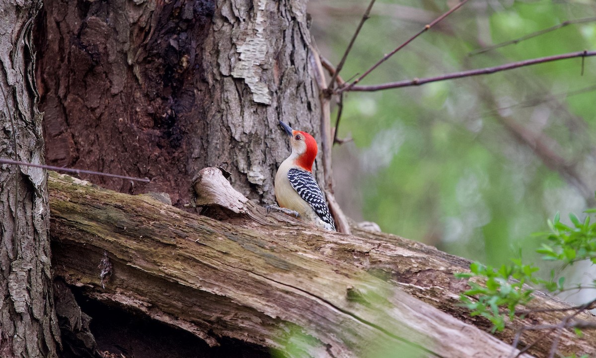 Red-bellied Woodpecker - ML634590467