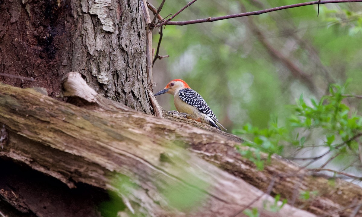 Red-bellied Woodpecker - ML634590468