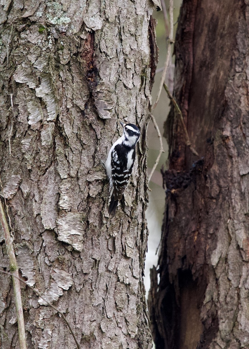 Downy Woodpecker - ML634590474