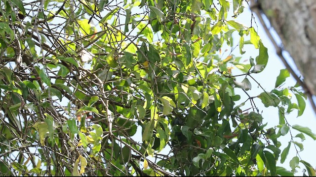 Singing Parrot - ML634590475