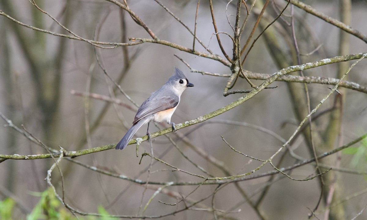 Tufted Titmouse - ML634590476