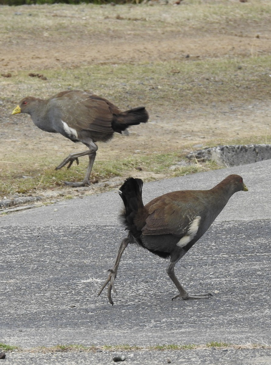 Tasmanian Nativehen - ML634590477