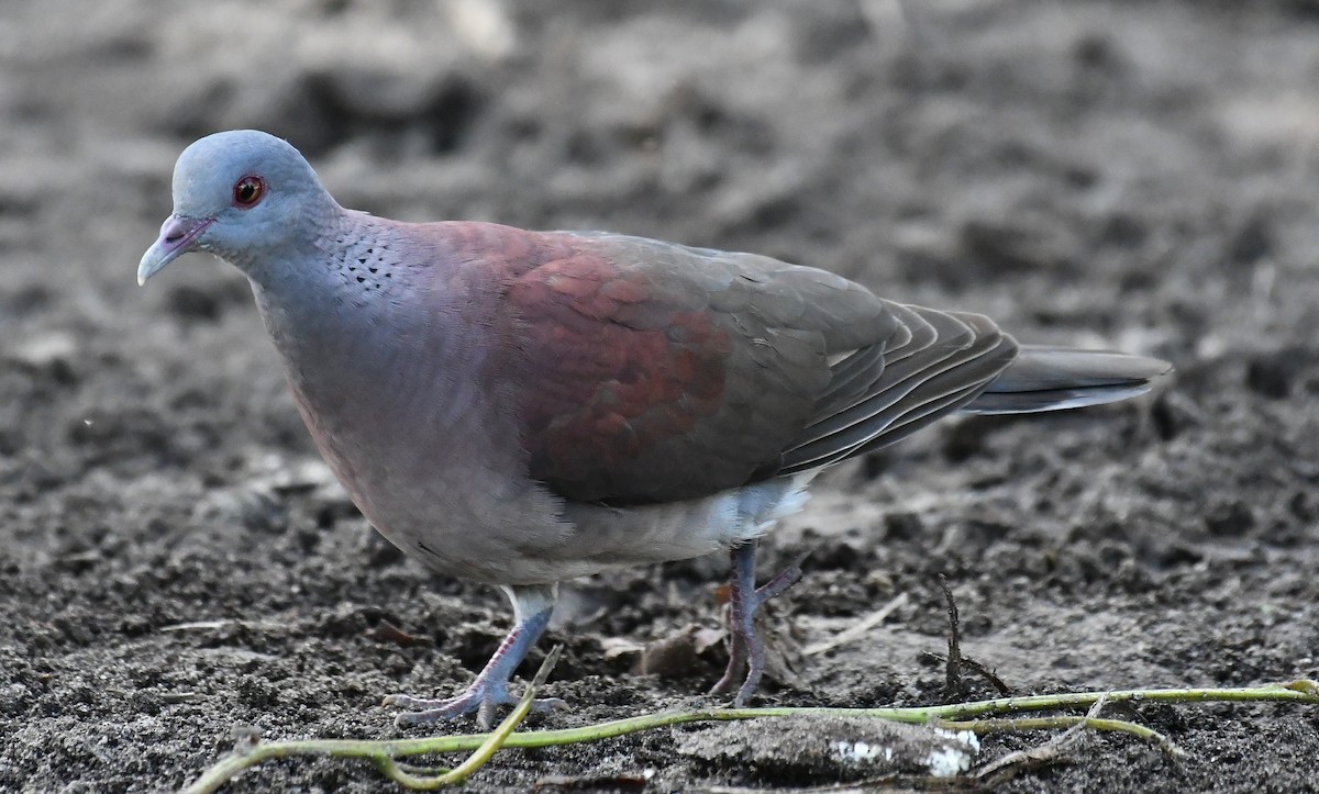 Malagasy Turtle-Dove - ML634590479