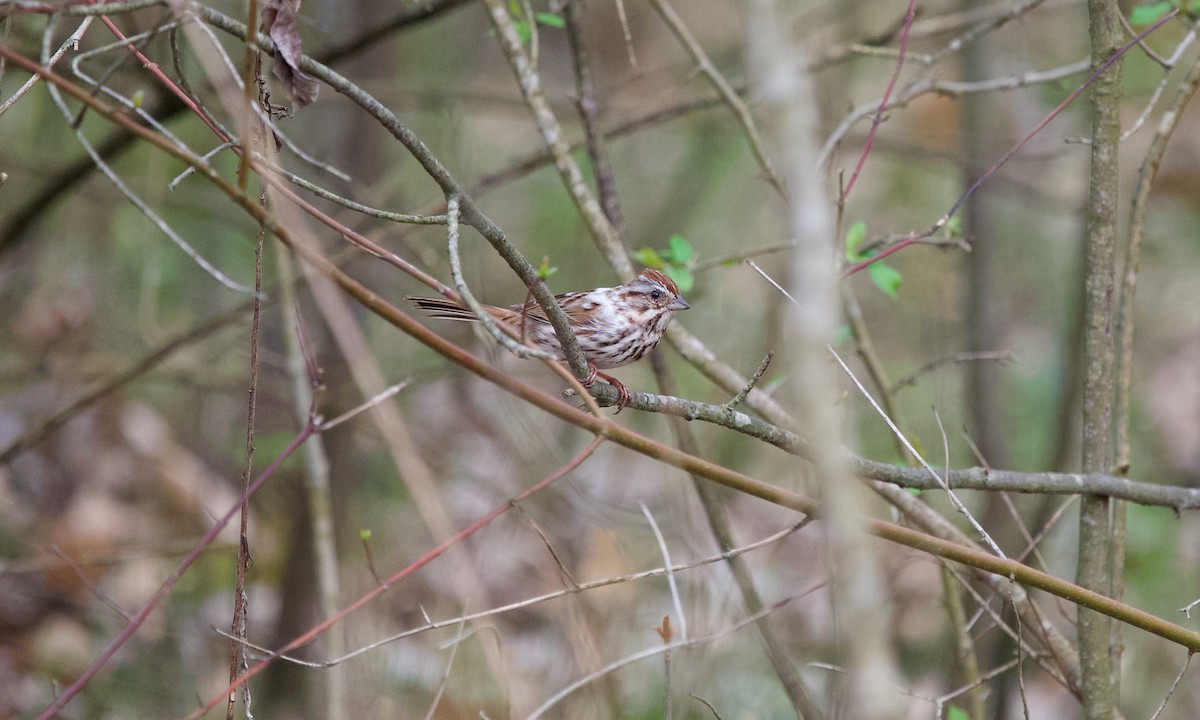 Song Sparrow - ML634590483