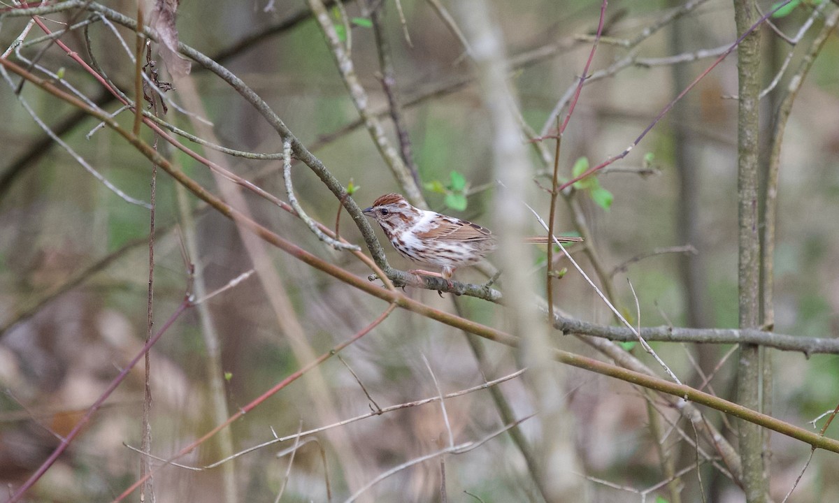 Song Sparrow - ML634590484