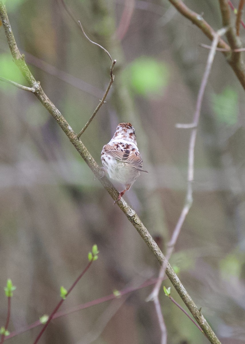 Song Sparrow - ML634590485