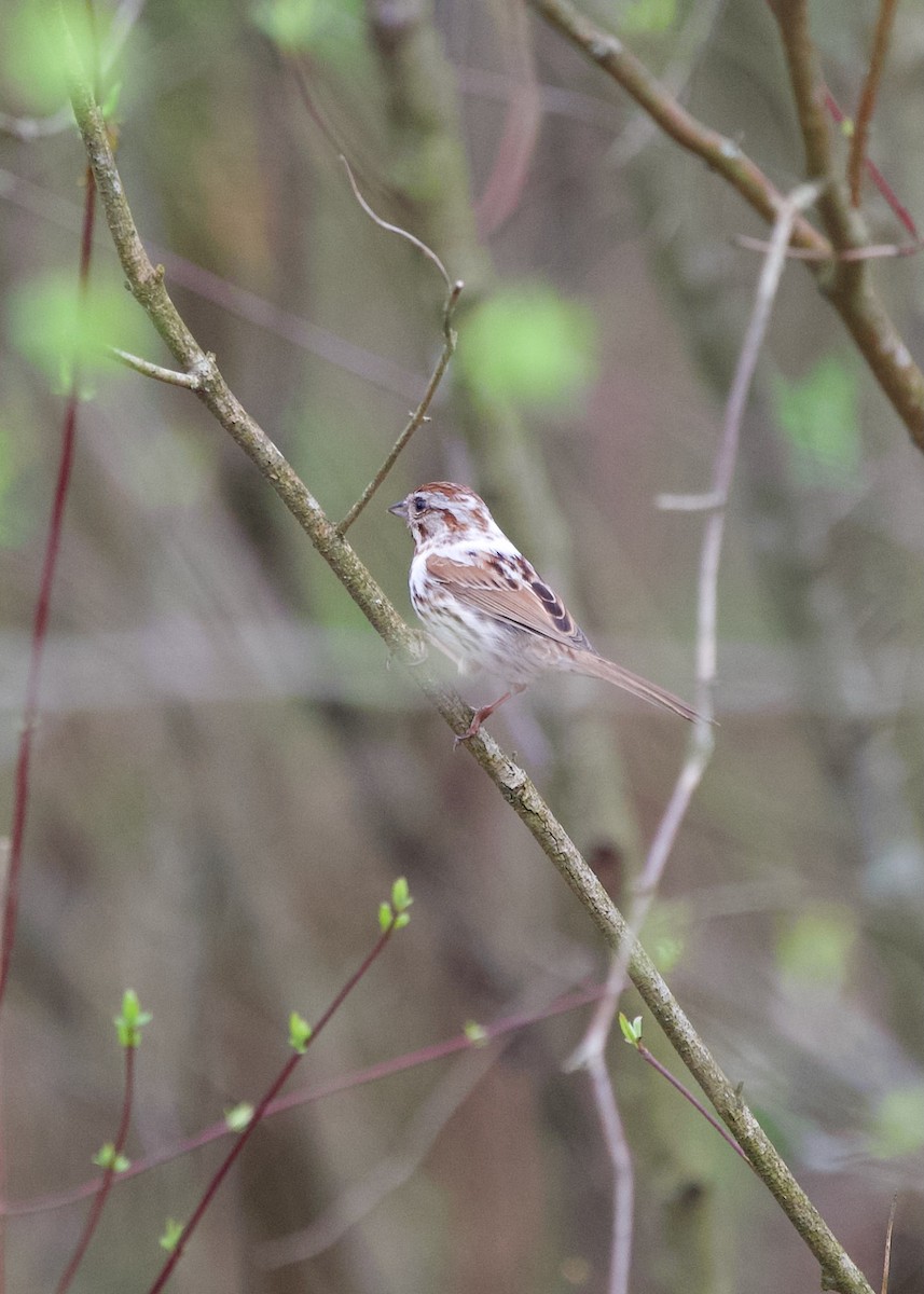 Song Sparrow - ML634590486
