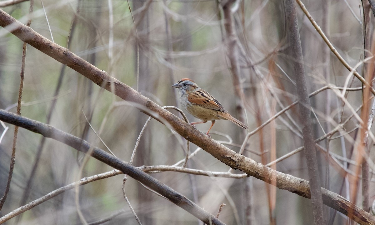 Swamp Sparrow - ML634590489