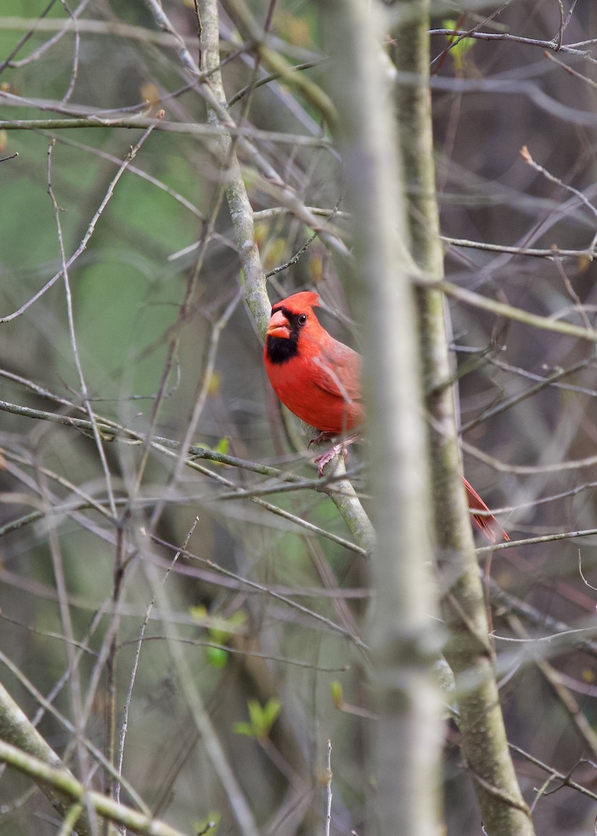 Northern Cardinal - ML634590495