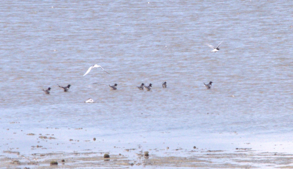 White-winged Tern - ML634590552