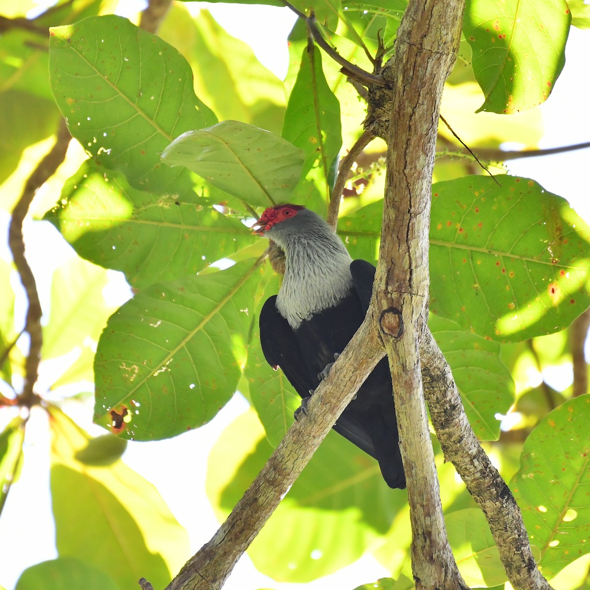 Seychelles Blue-Pigeon - ML634590576