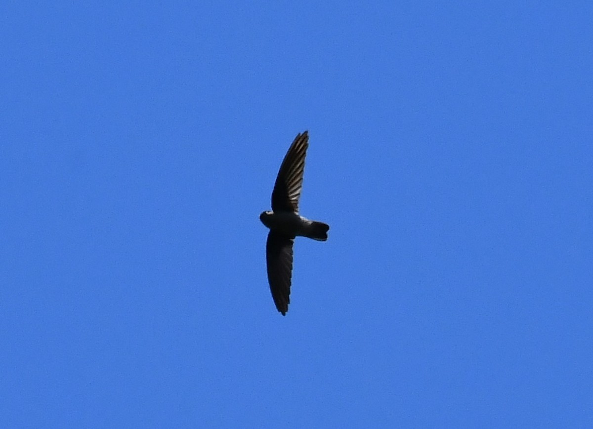 salangana seychelská - ML634590588