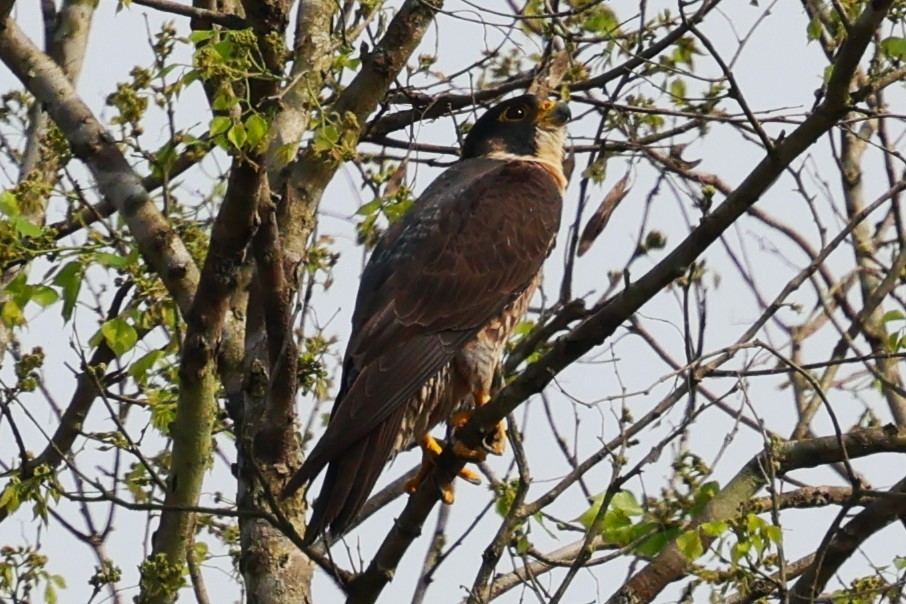 Peregrine Falcon (Tundra) - ML634590616