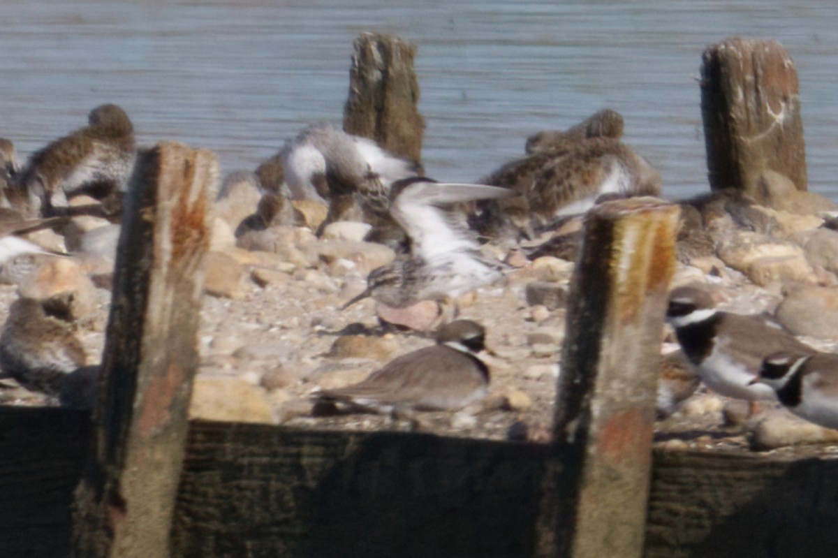 jespáček ploskozobý - ML634590631