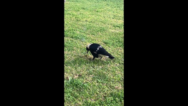 Australian Magpie (Black-backed) - ML634590632