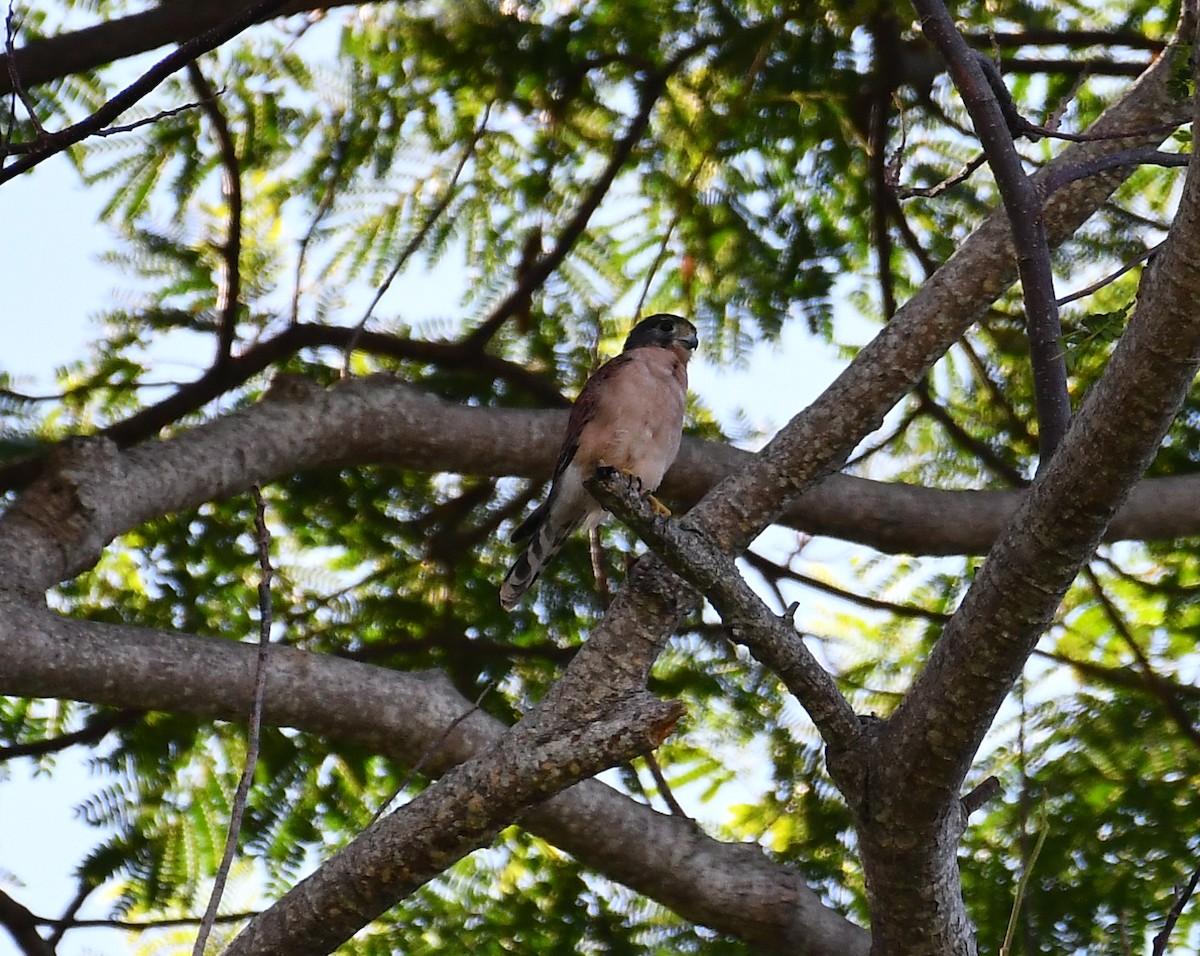 Seychelles Kestrel - ML634590637