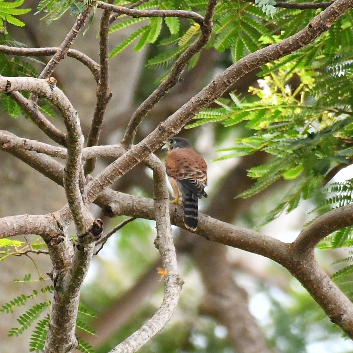 Seychelles Kestrel - ML634590640