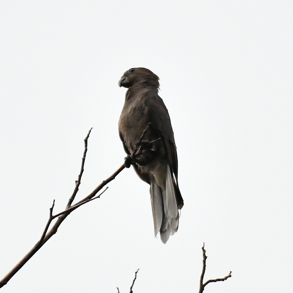 Seychelles Parrot - ML634590663