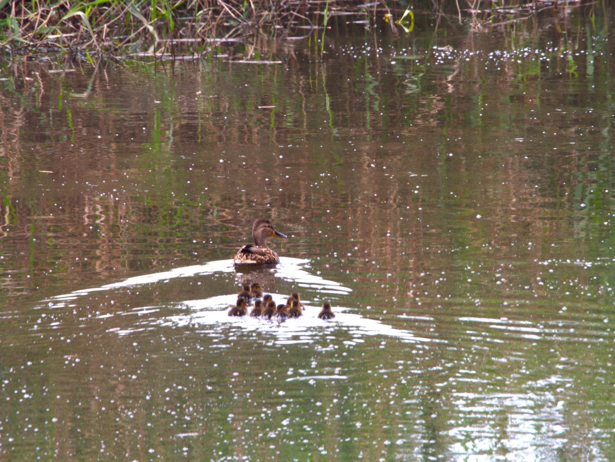 Mallard - ML634590751