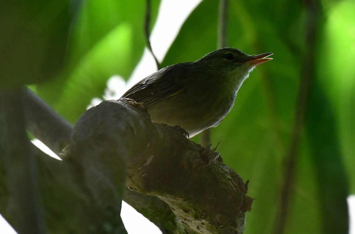Rousserolle des Seychelles - ML634590781