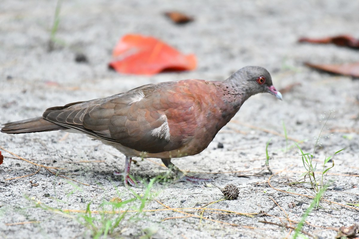 Malagasy Turtle-Dove - ML634590850