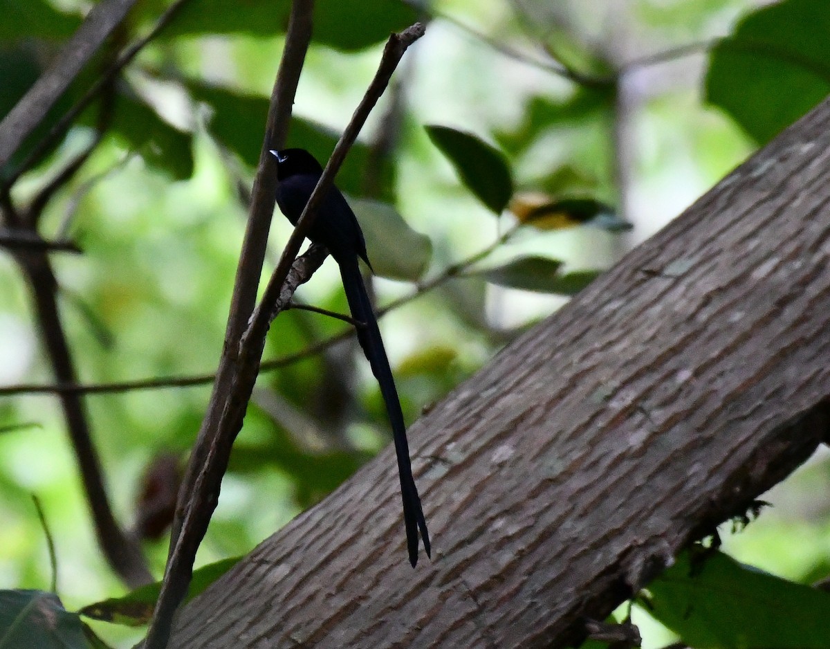 Seychelles Paradise-Flycatcher - ML634590883