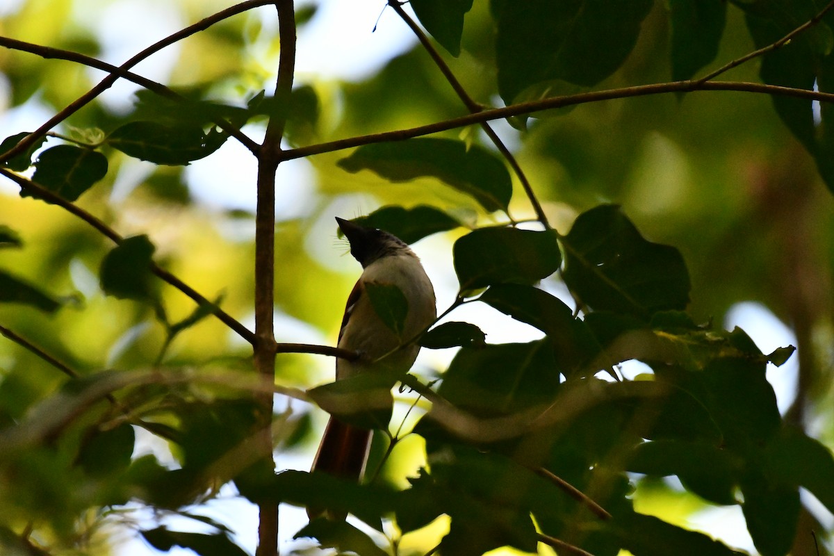 Seychelles Paradise-Flycatcher - ML634590889