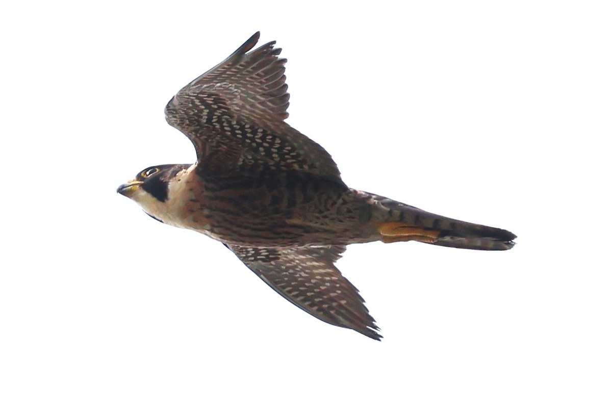 Peregrine Falcon (Tundra) - ML634590907