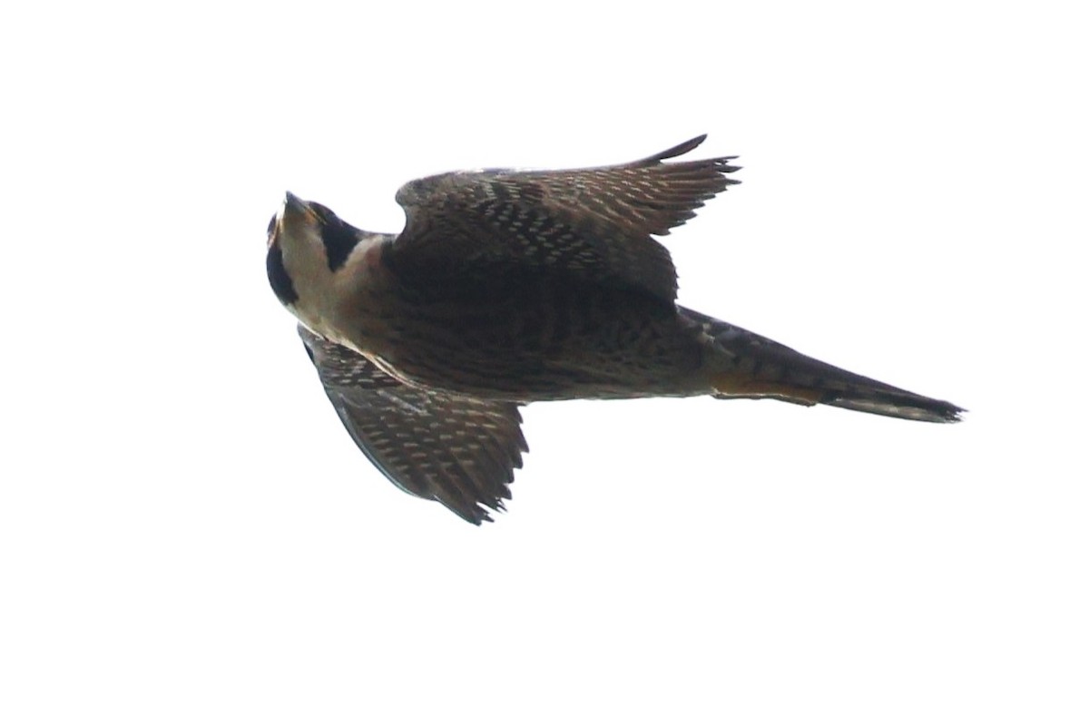 Peregrine Falcon (Tundra) - ML634590908